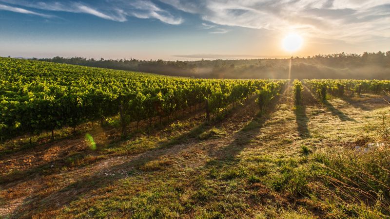 bed-&-breakfast-le-antiche-volte-montalenghe-vigneto